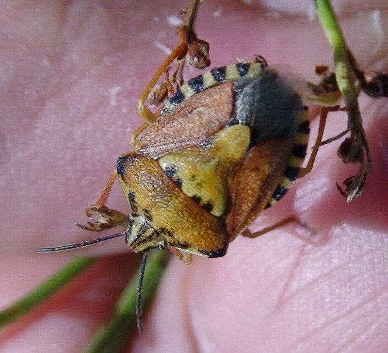 Carpocoris pudicus dal Monte Morrone